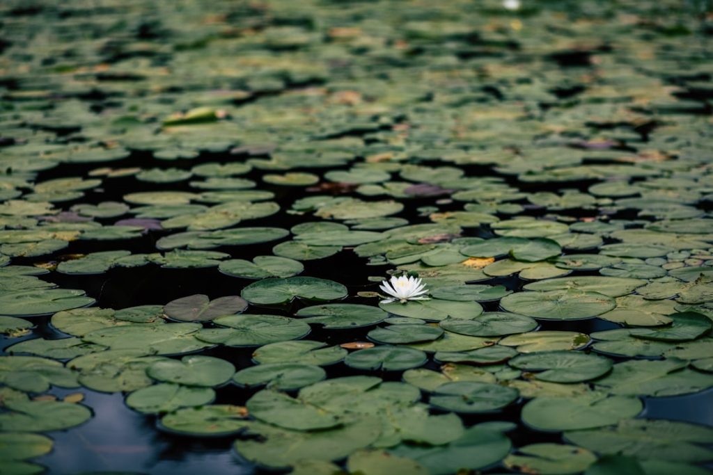 Photo Clean pond